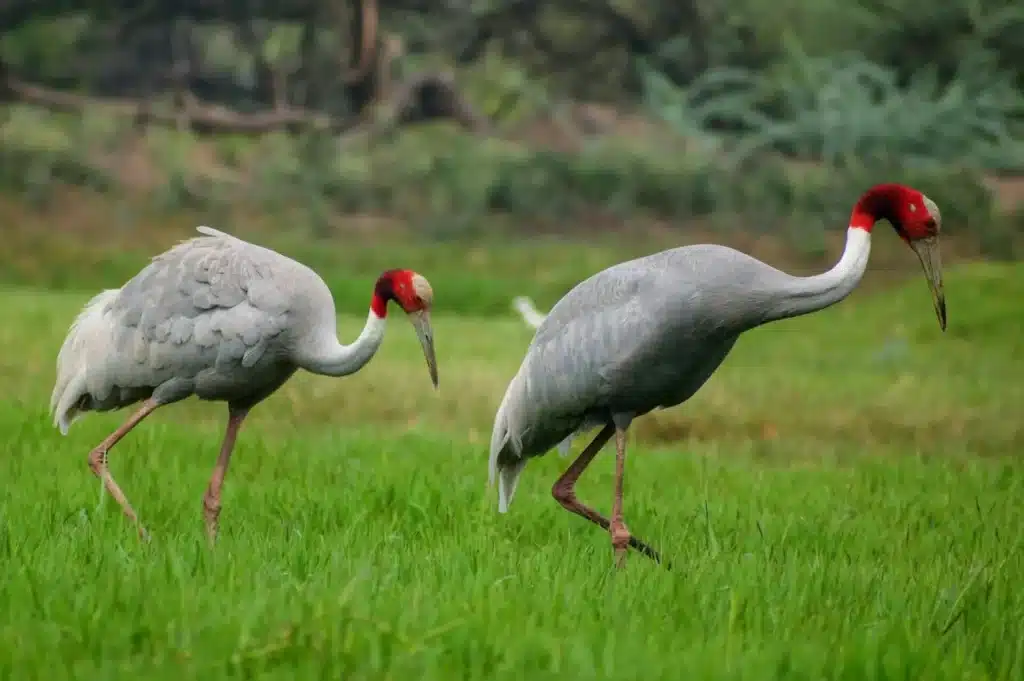 indian-crane-bharatpur indian-crane-bharatpur