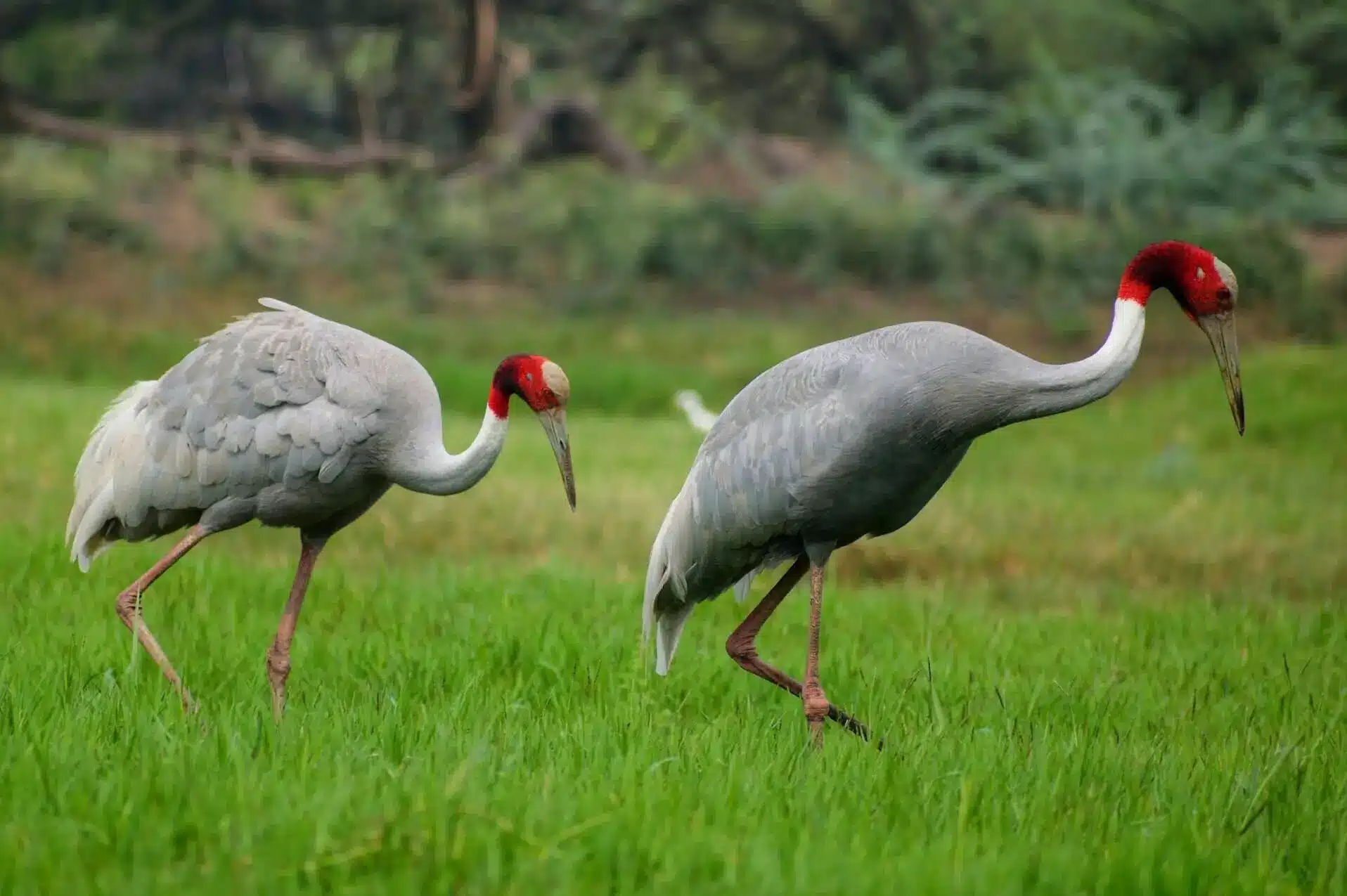 Wildlife of India with Tajmahal Tour