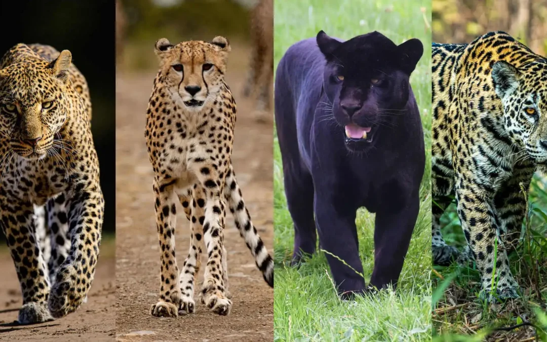 Leopard vs Cheetah vs Jaguar vs Black Panther