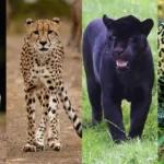 leopard-jaguar-blackpanther-cheetah-difference