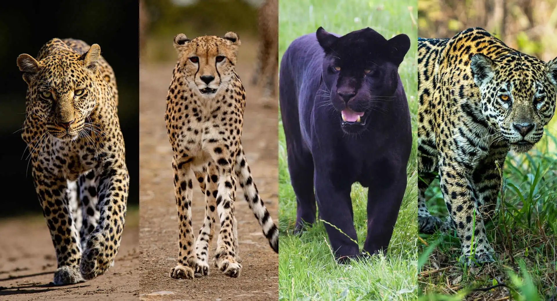leopard-jaguar-blackpanther-cheetah-difference