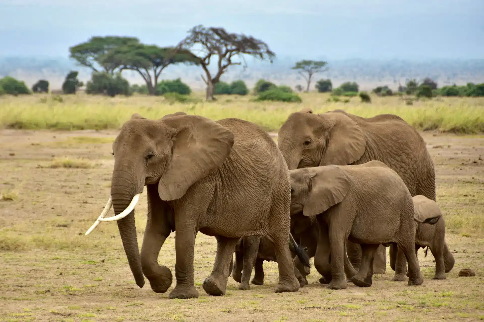 Masai Mara, Lake Nakuru & Amboseli Safari