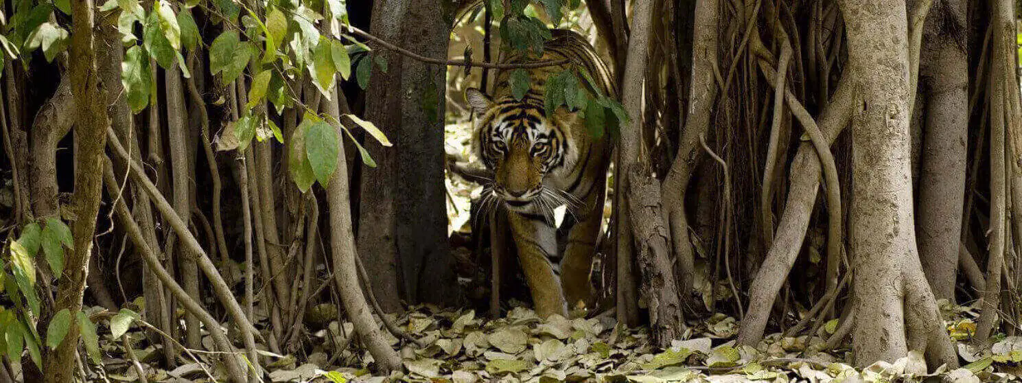 Panna & Central India Tiger Tour