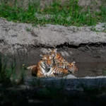 solo-traveller-indian-wildlife-safari