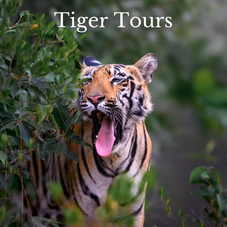 tiger-safari-india-tour