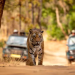 top-tiger-tours-from-delhi