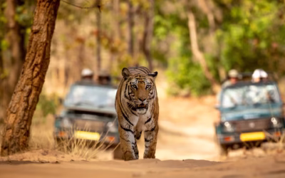 Top Tiger Safari packages starting from New Delhi 