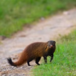 wildlife-tour-packages-india