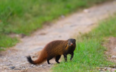 Best Wildlife Tour Packages in India for Nature Lovers