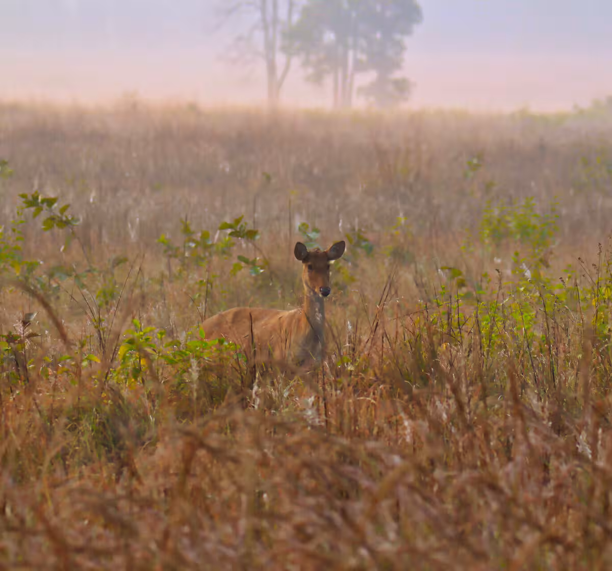 Madhav Tiger Reserve, Madhya Pradesh