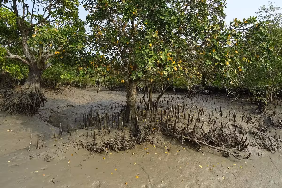 mangroves-aerial-roots-sundarban