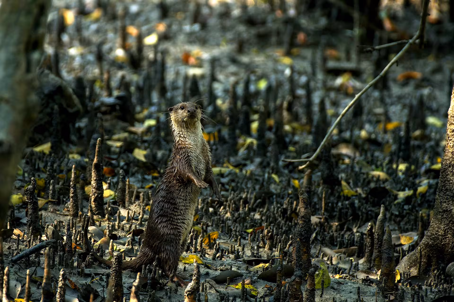 Otter in Sundarban