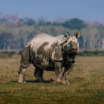 Single Horned Rhino in Kaziranga