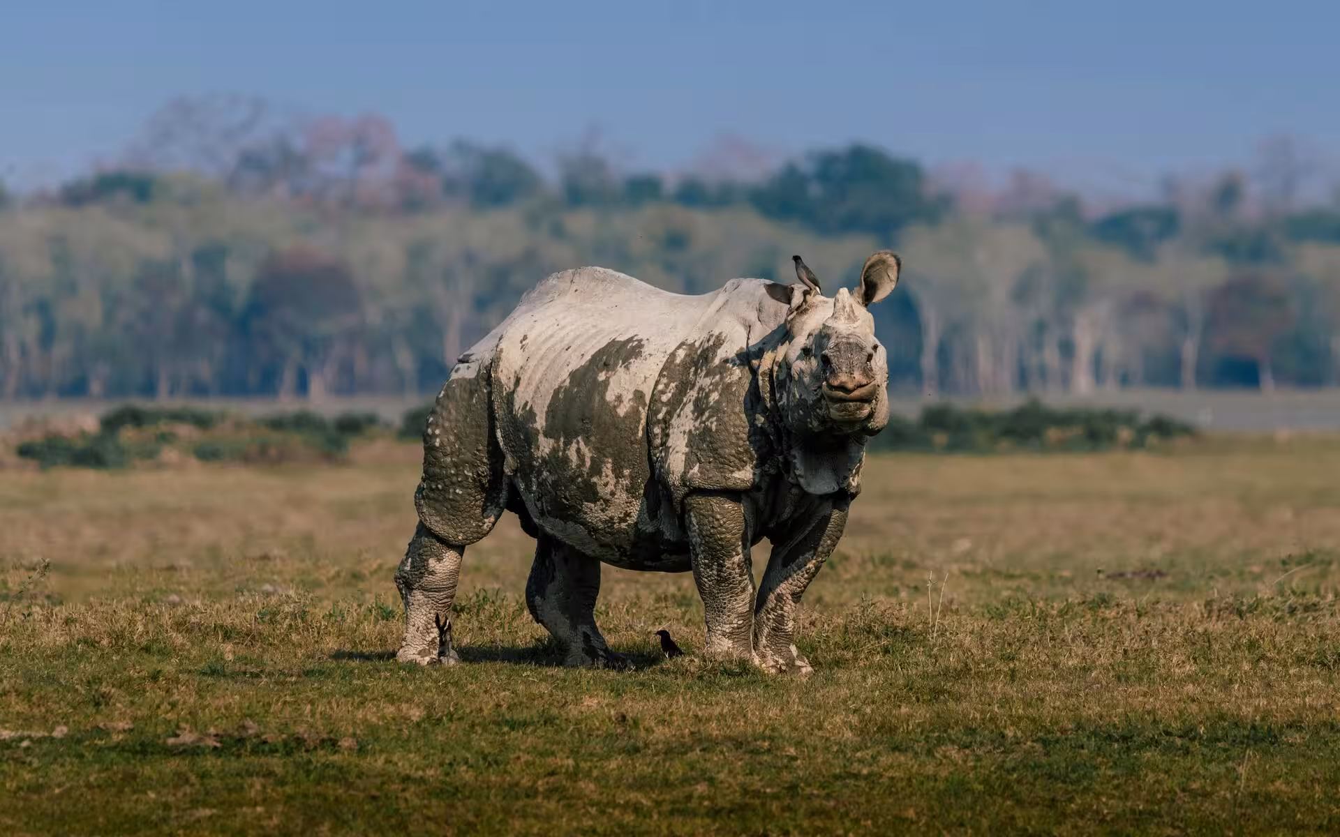 Single Horned Rhino in Kaziranga