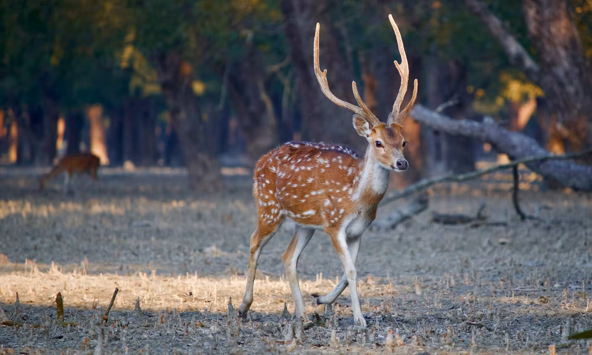 Spotted deer in Sundarban