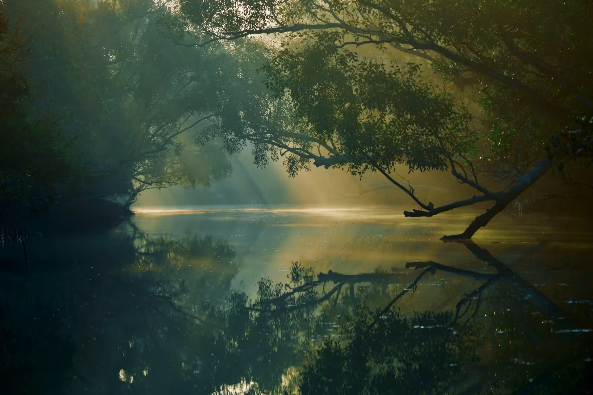 Trees in Sundarban