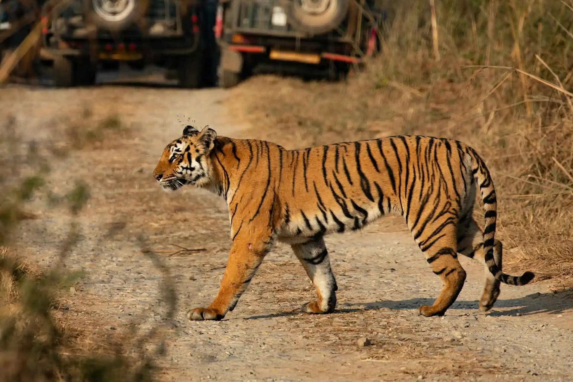 Tiger in Jim Corbett Tiger Reserve