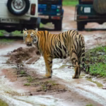 Tiger in Tadoba
