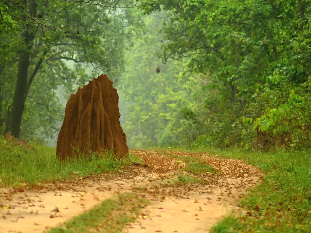 Ant Hill in Kanha Dirt Road