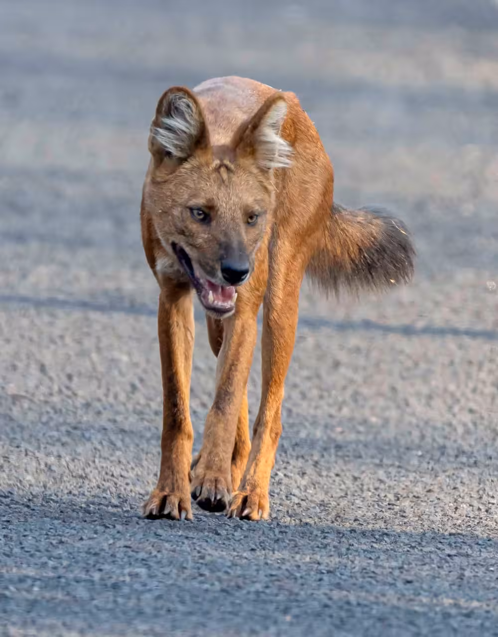 Asiatic Wild Dog