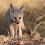 Baby Bengal Fox