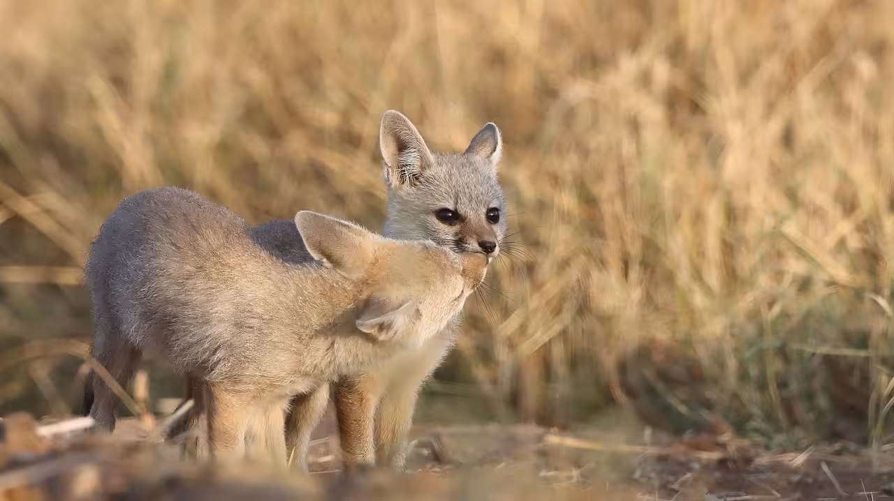 Playful Bengal fox kits in the sun