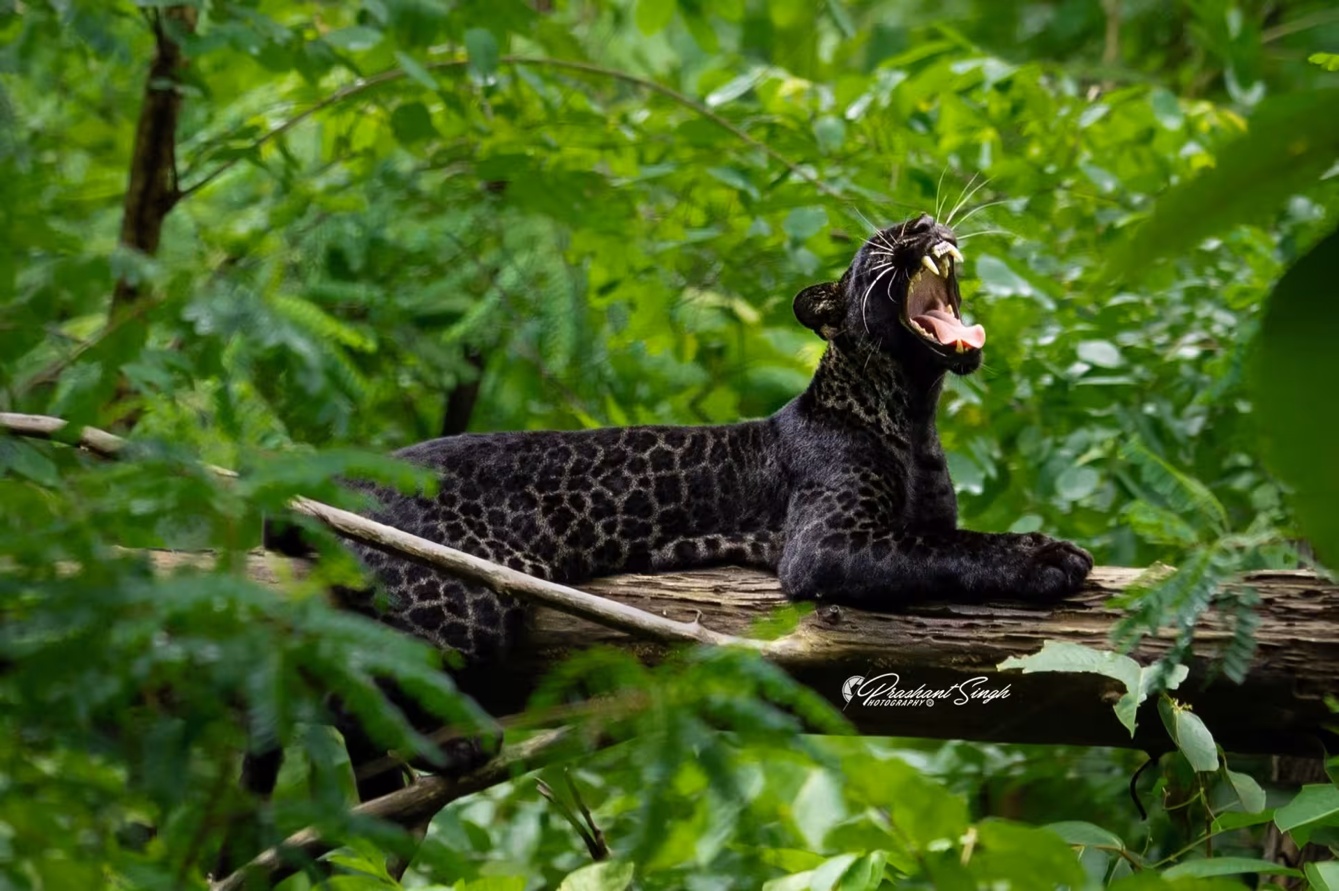 Black Leopard in Tadoba