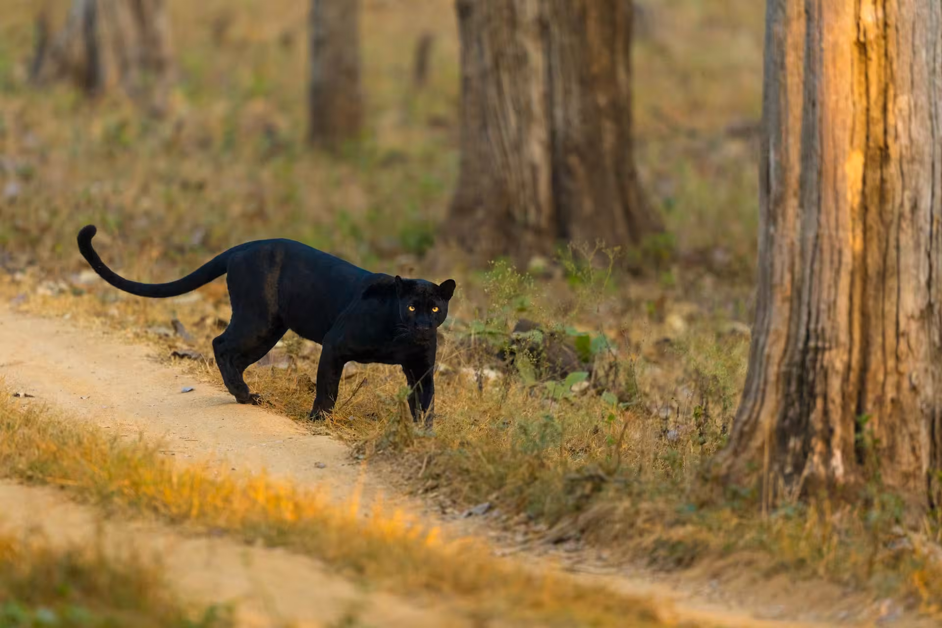 Black Panther in India Roaming