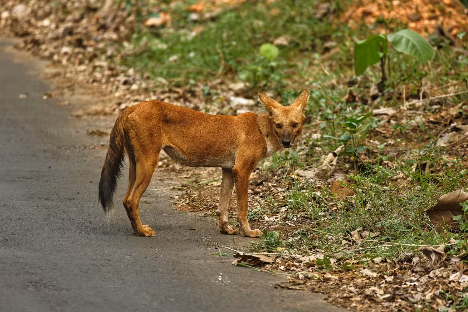 Asiatic Wild Dog