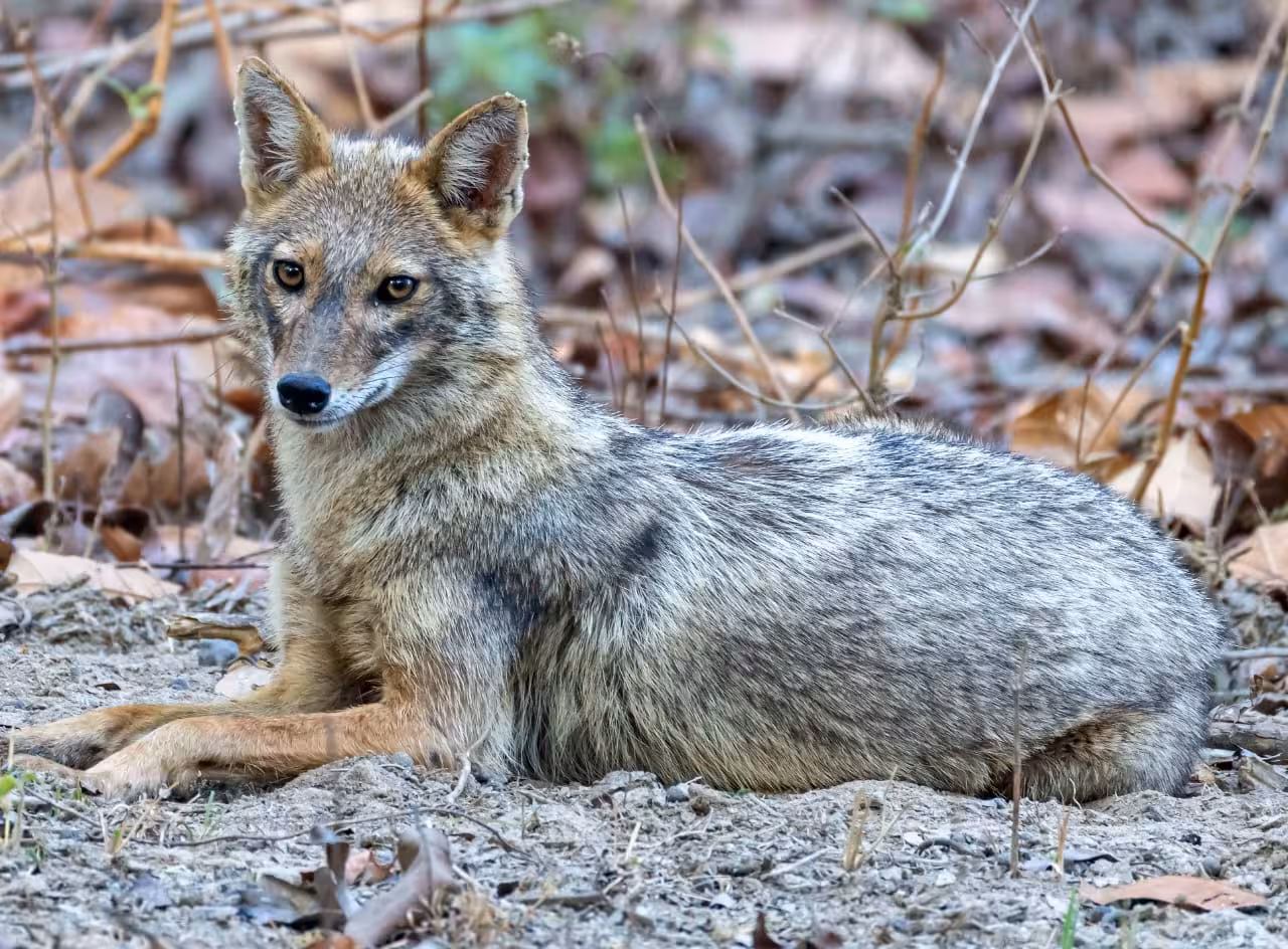 Golden Jackal