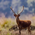 How to Book Your Indian Safari