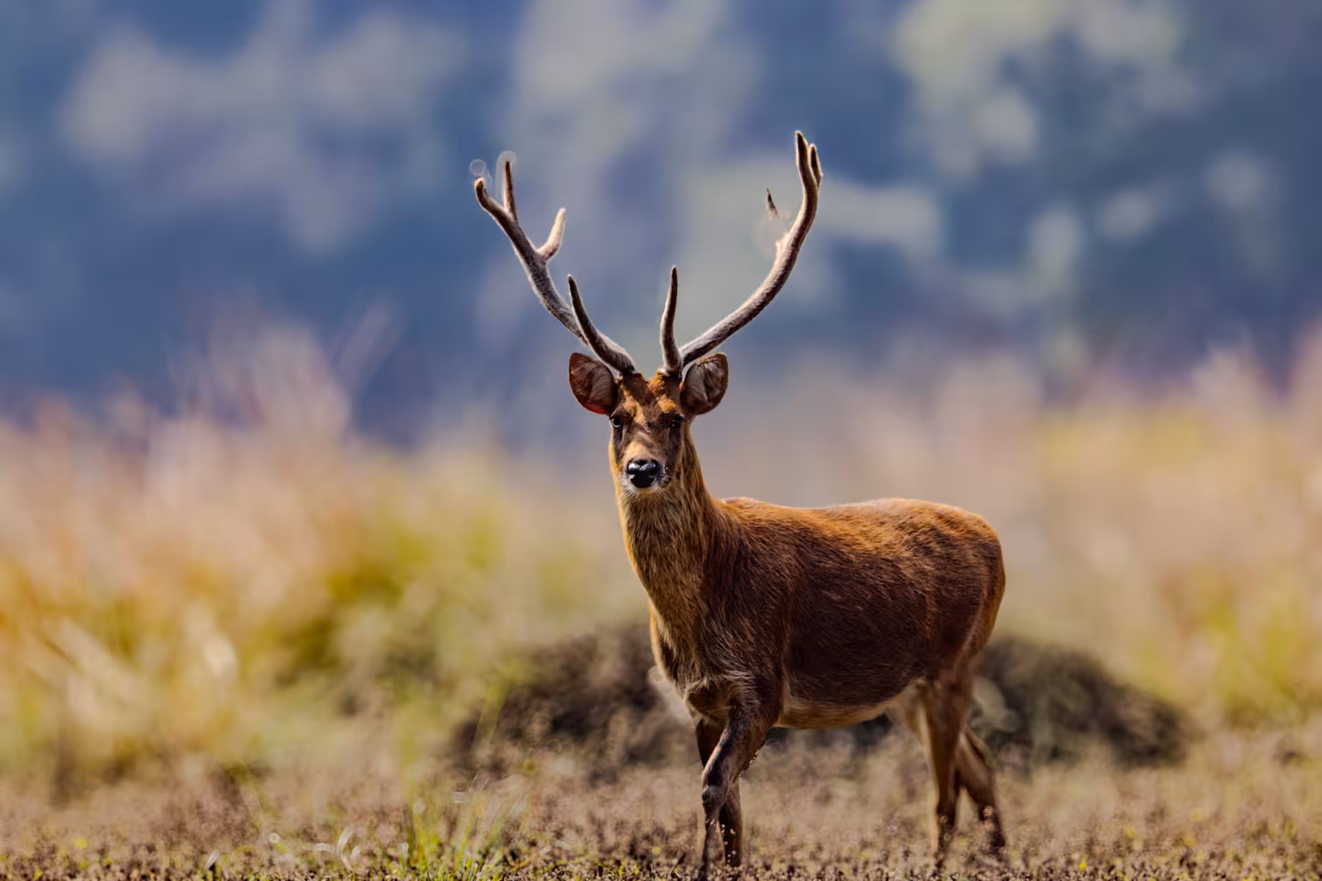 How to Book Your Indian Safari
