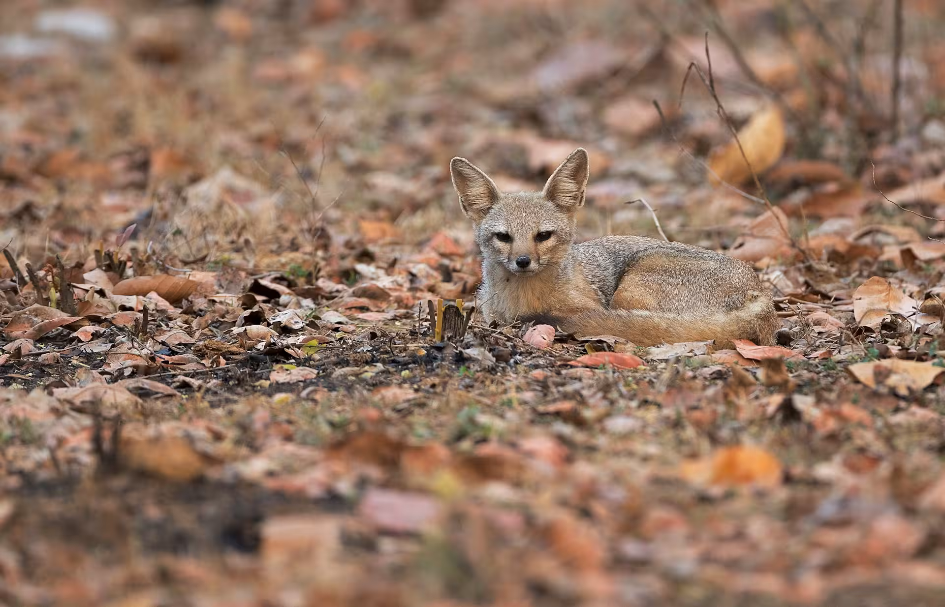 Indian Fox
