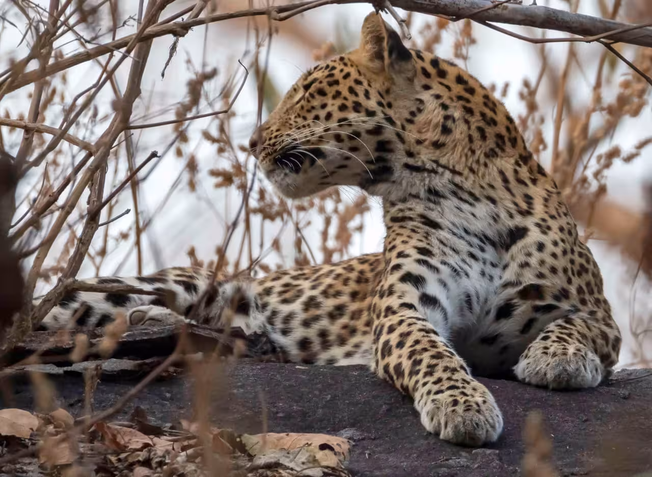 Leopard on the rock