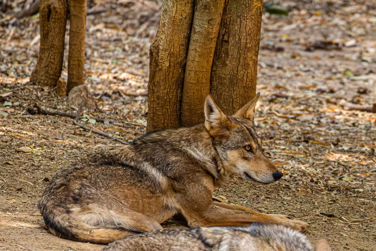 Indian Wolf Resting Under Tree