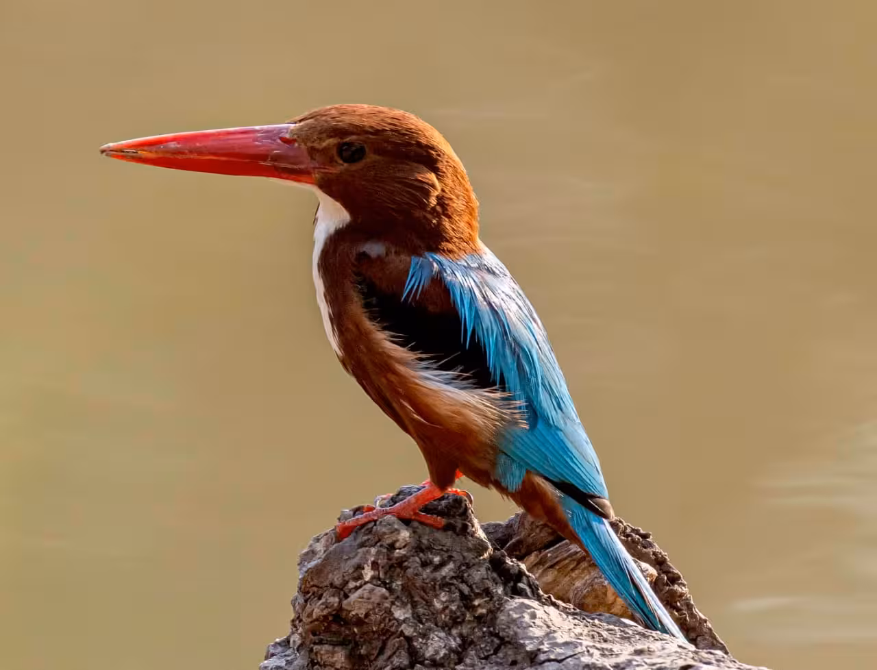 kingfisher-bird