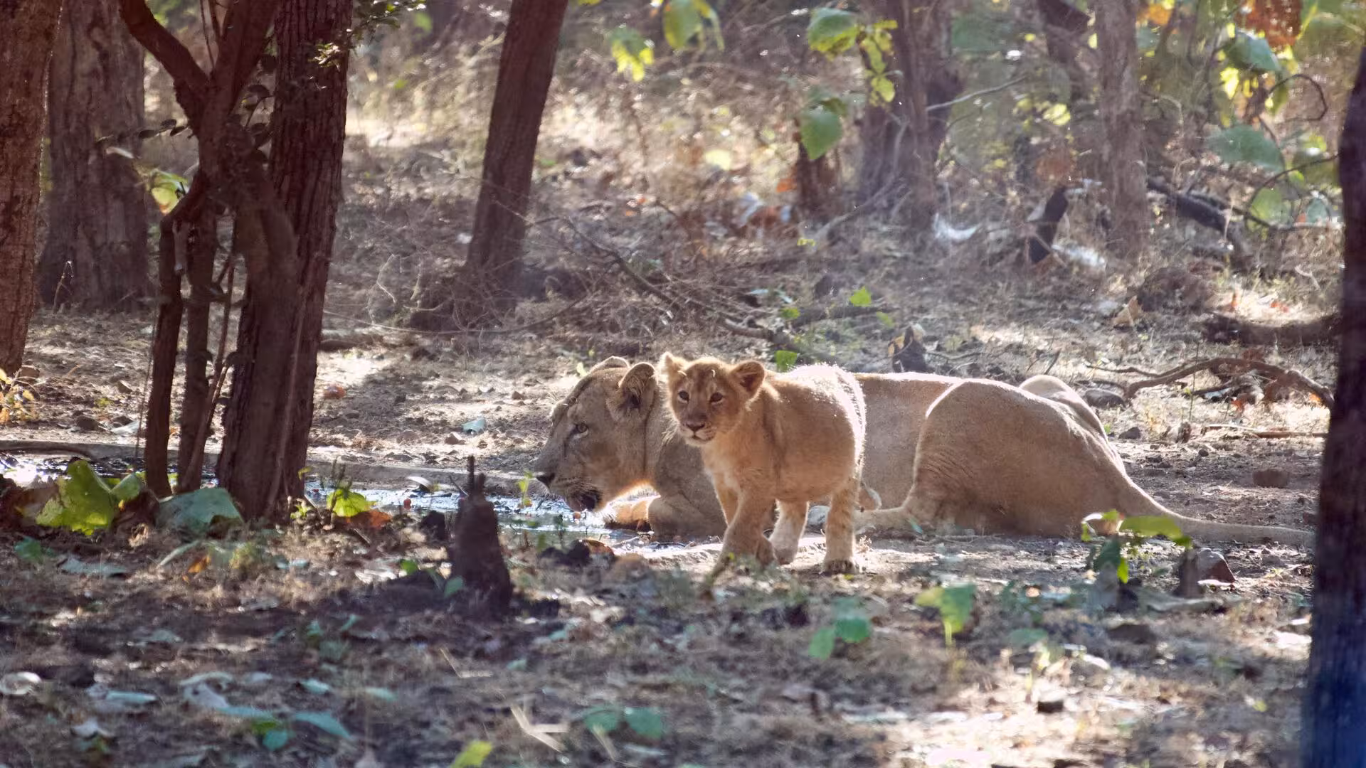 Asiatic Lioness with cub in gir