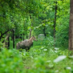 Top 8 Beautiful National Parks to Visit After Monsoon in India