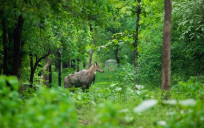 Top 8 Beautiful National Parks to Visit After Monsoon in India
