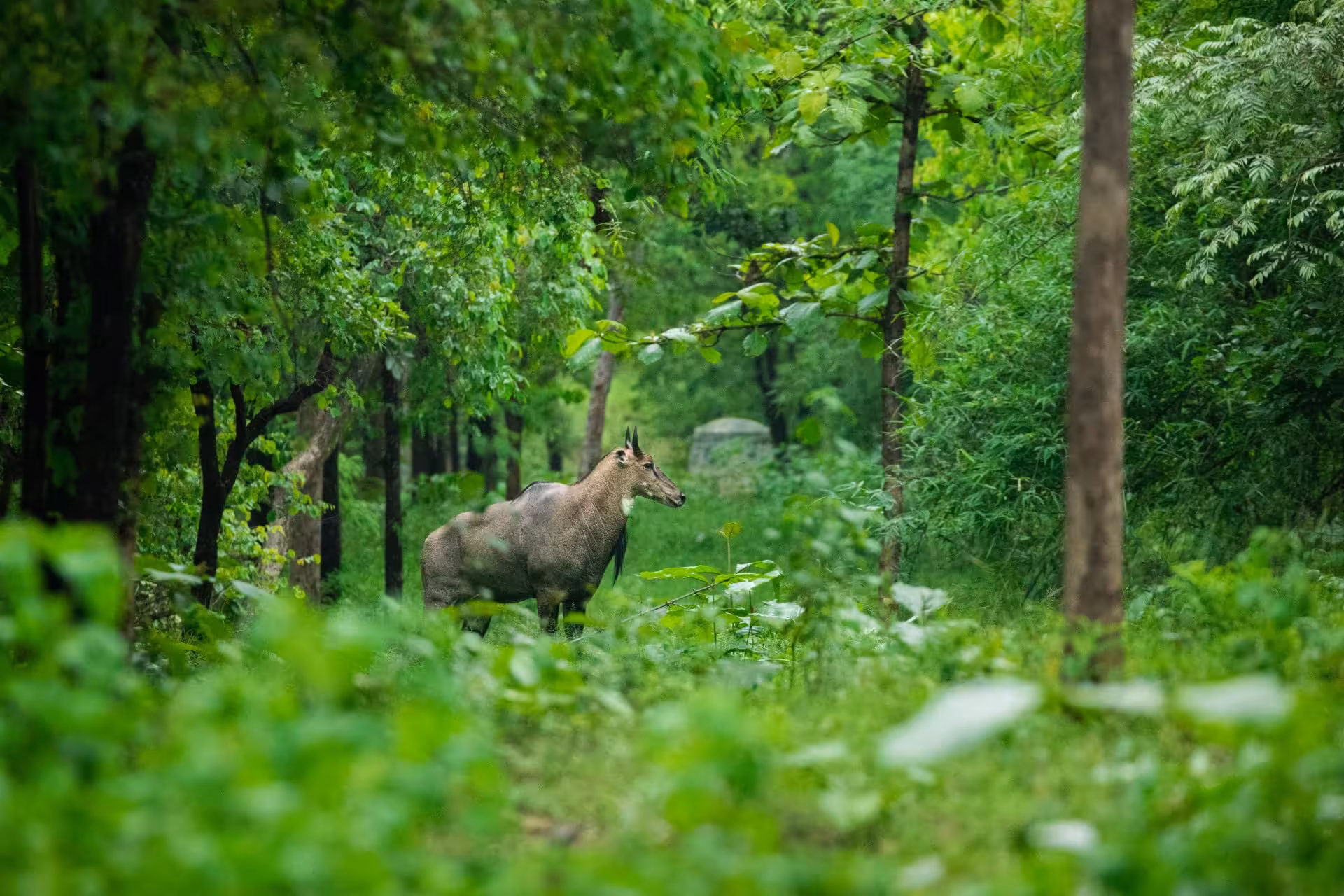 Top 8 Beautiful National Parks to Visit After Monsoon in India