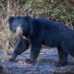 Sloth Bear in India