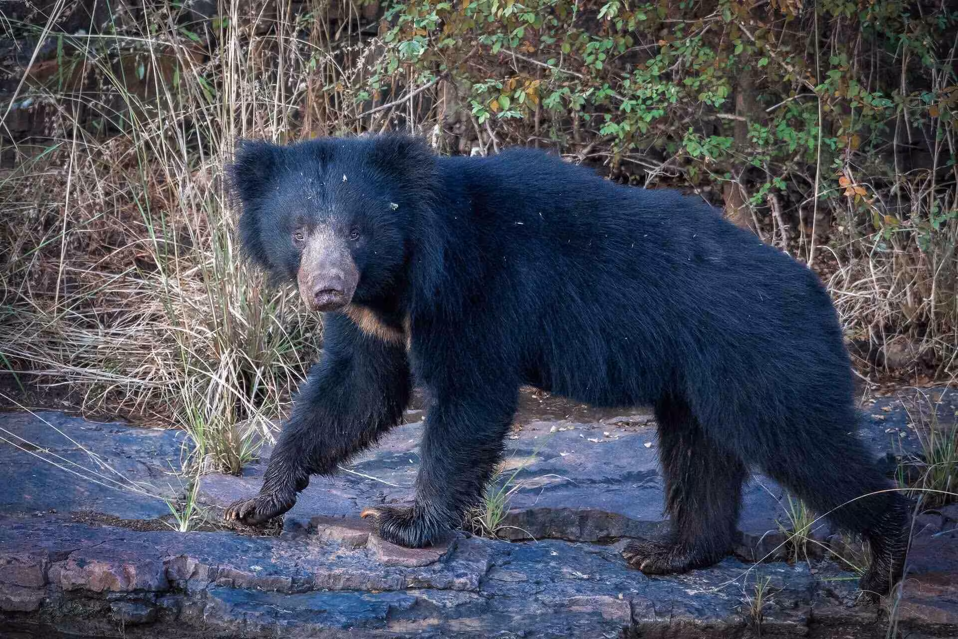 Sloth Bear in India