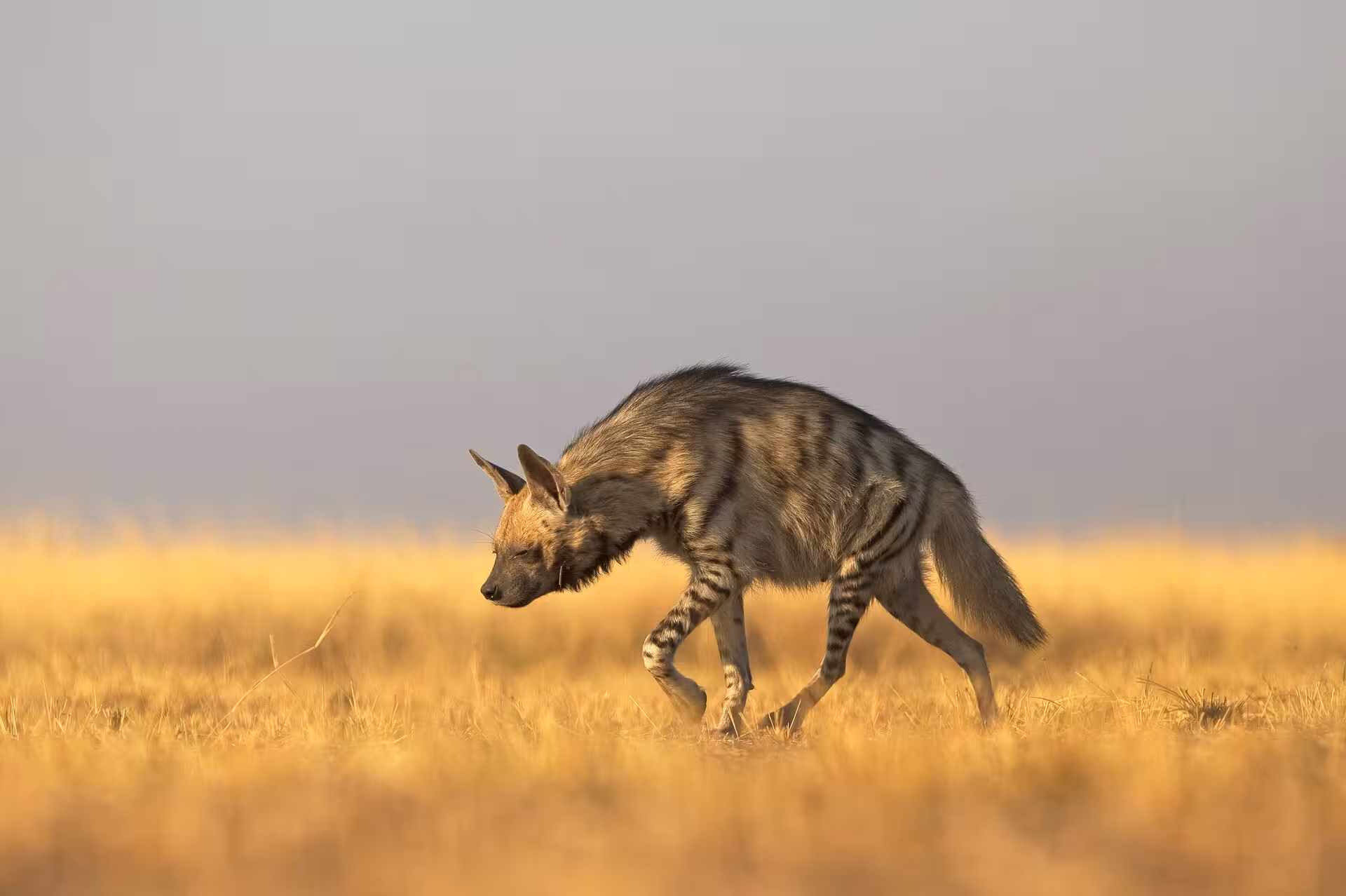 Striped Hyena in India