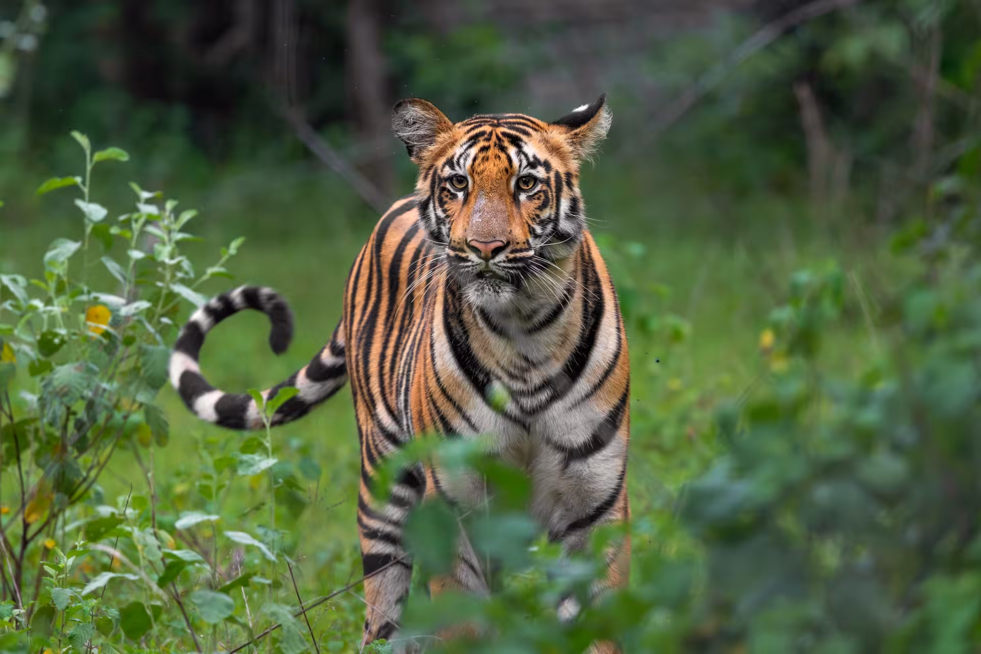 Tadoba , Pench & Kanha Tour