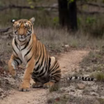 Tadoba vs Corbett - which is better