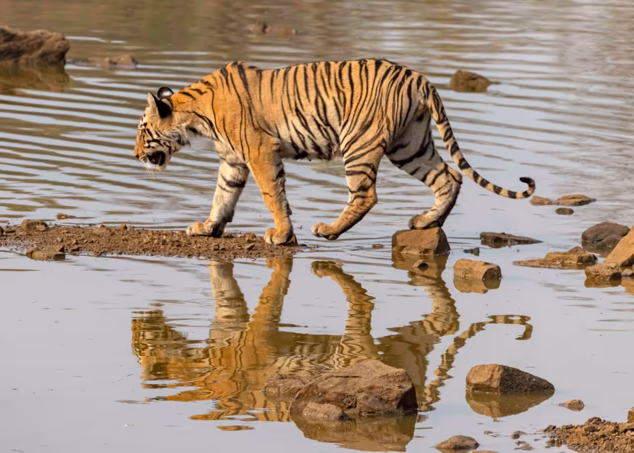 Tiger by the shore