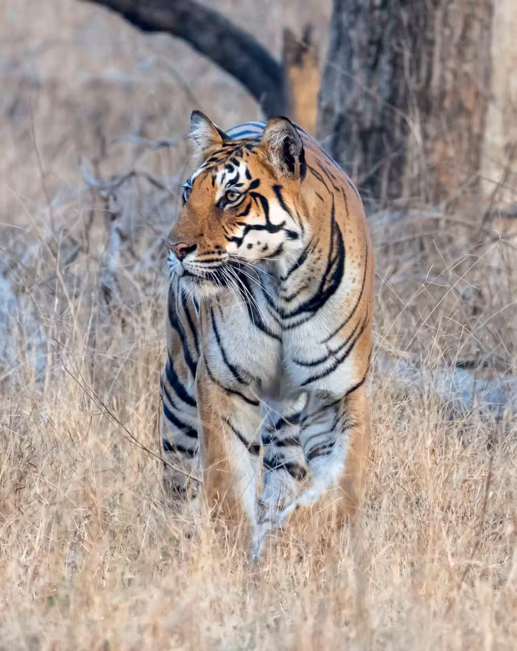 Tiger in the dry grassland