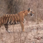 Bandhavgarh vs Ranthambore - which is better