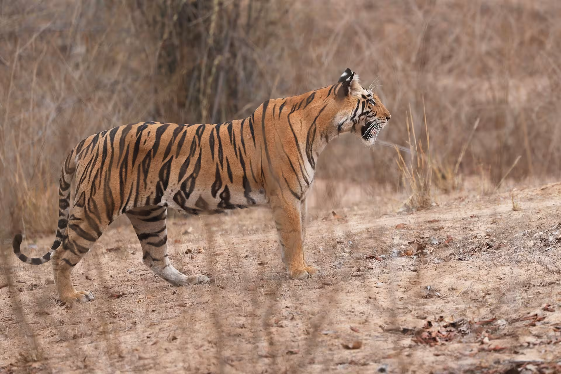 Bandhavgarh vs Ranthambore - which is better