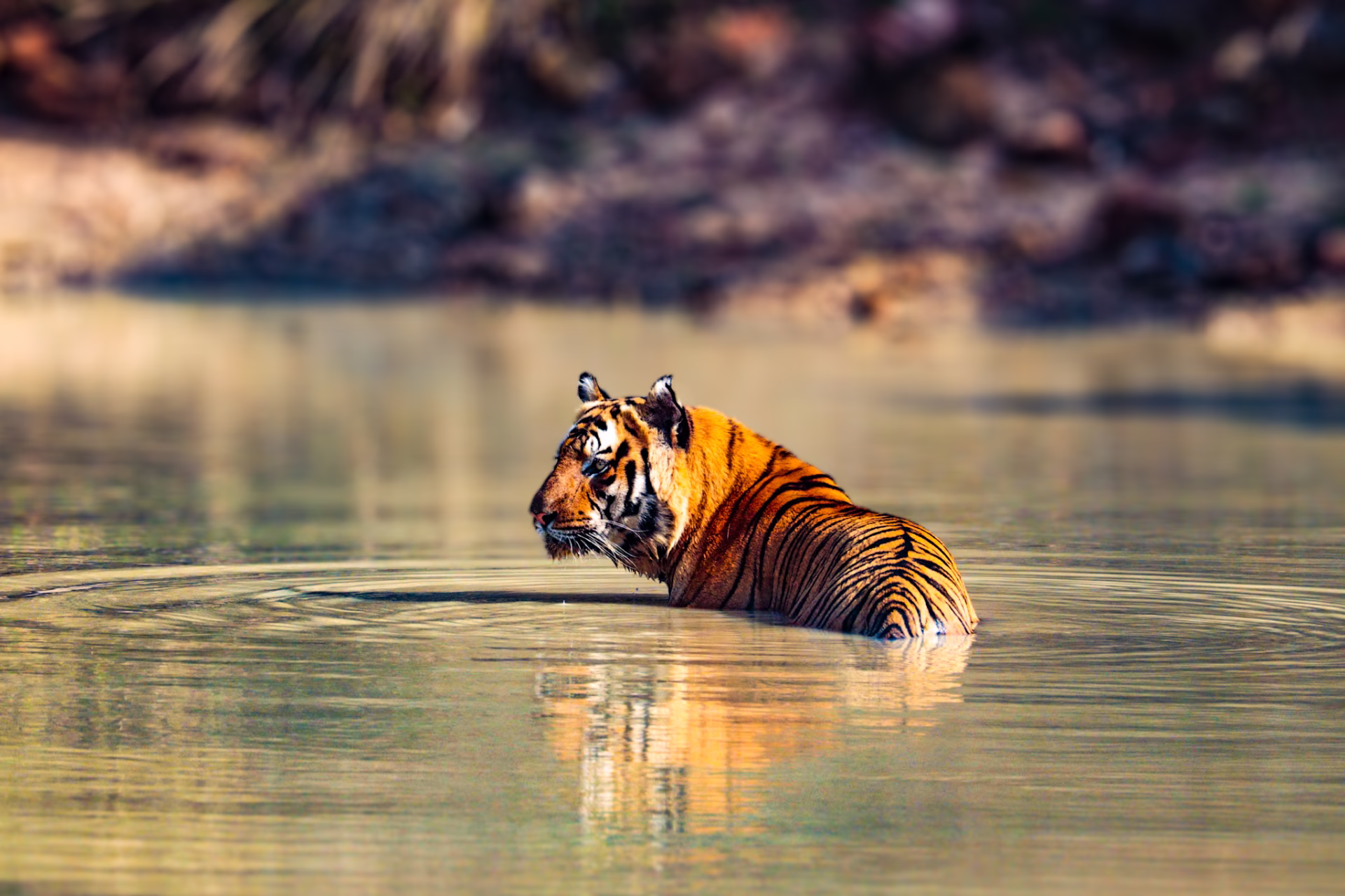 Tajmahal and Tiger Tour